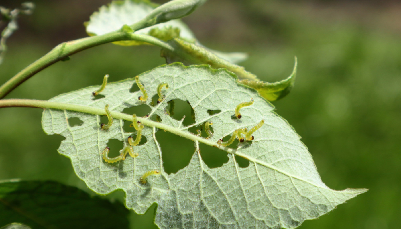 Général - Printemps 2025 : voici pourquoi protéger vos arbres des chenilles processionnaires !