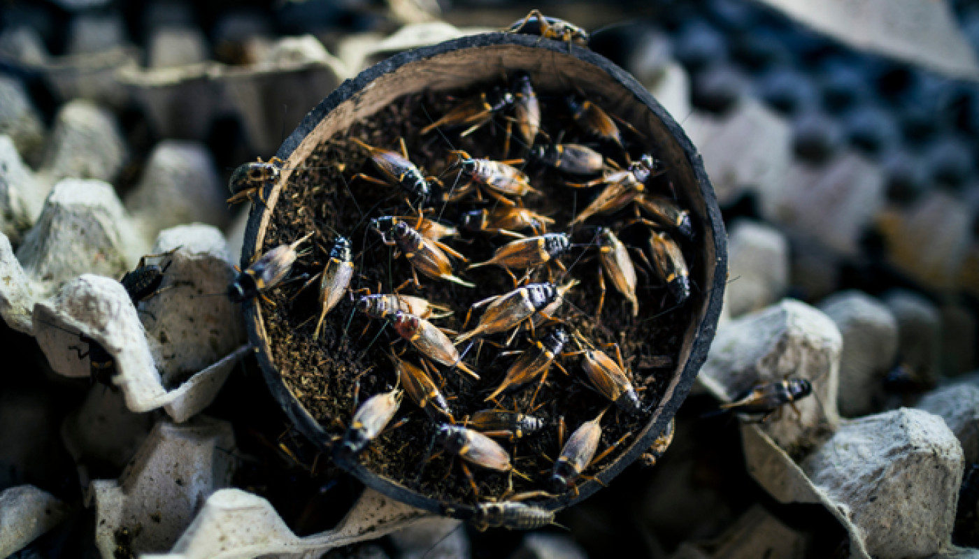 Eco Hygiène 3D, exterminateur de cafards à Marseille